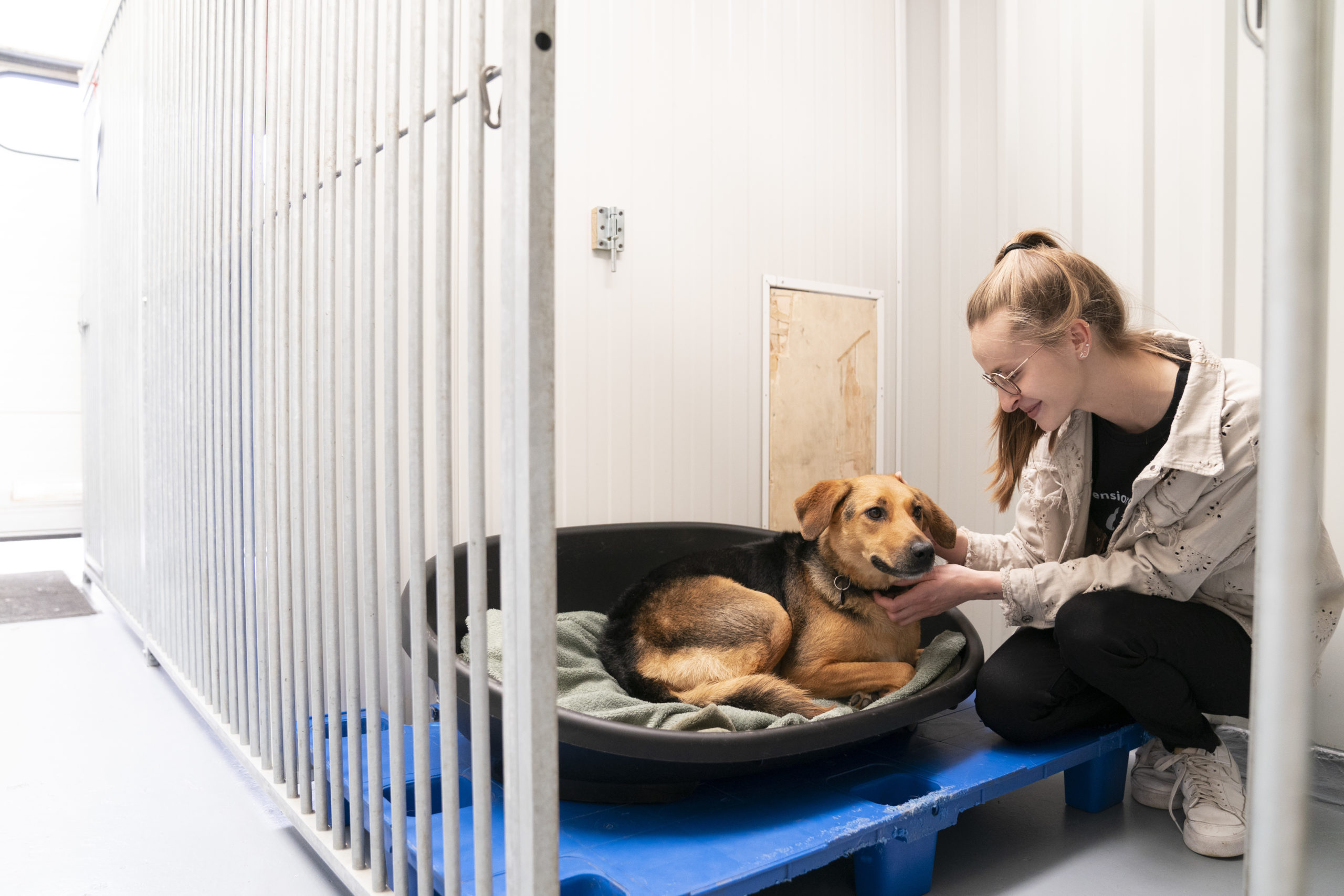 Vue de la pension Câline à Courrière — espace extérieur sécurisé pour les chiens pensionnaires