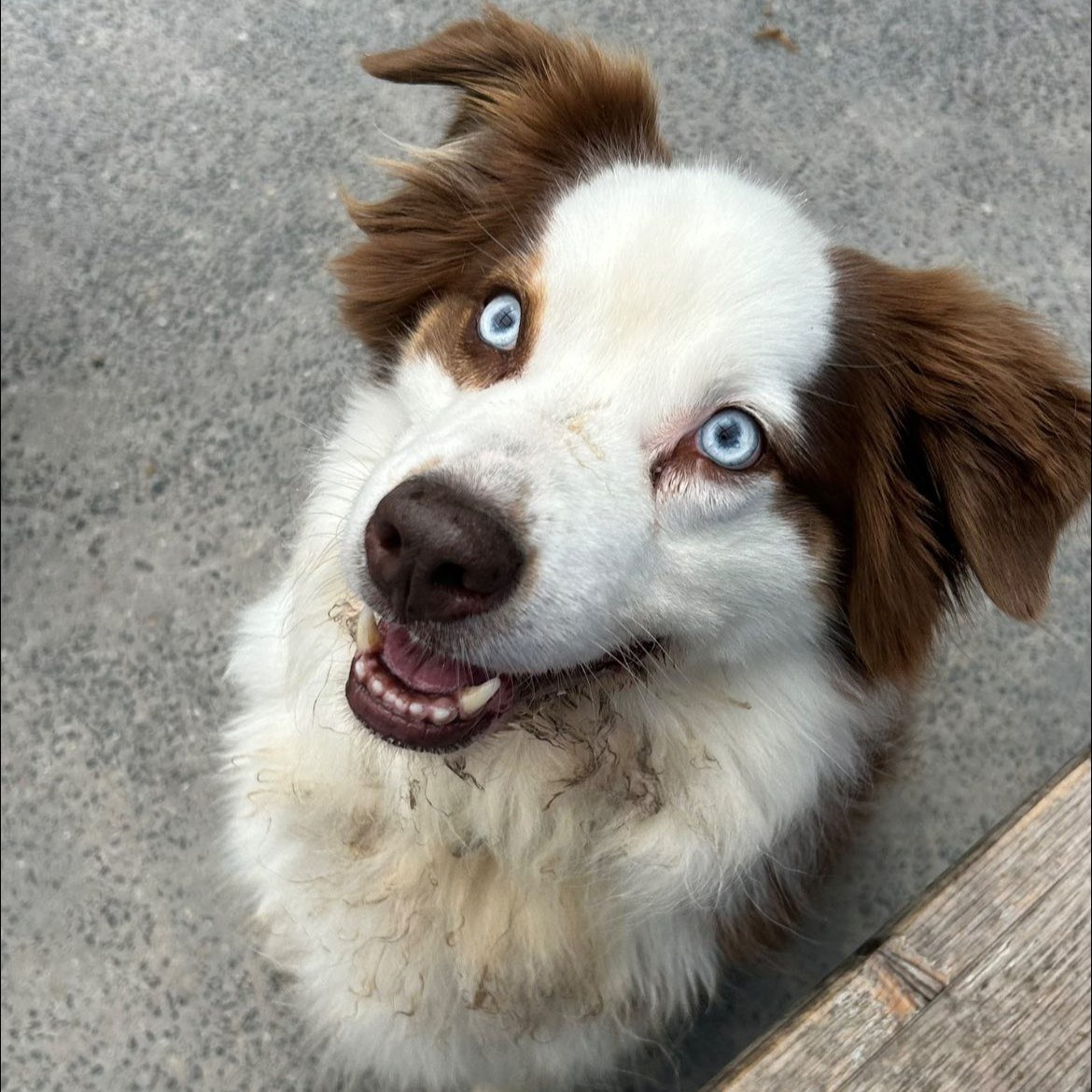 Border Collie aux yeux bleus à la pension Câline de Courrière, Namur