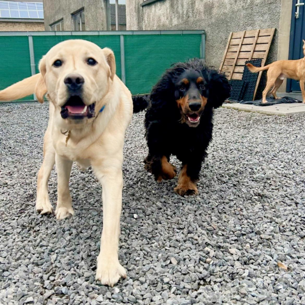 Labrador et cocker spaniel jouant ensemble dans la cour de Pension Câline