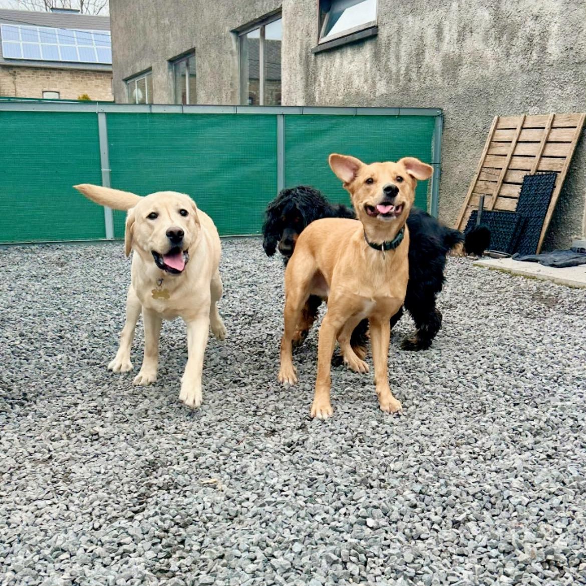 Trois chiens pensionnaires heureux dans la cour sécurisée de Pension Câline