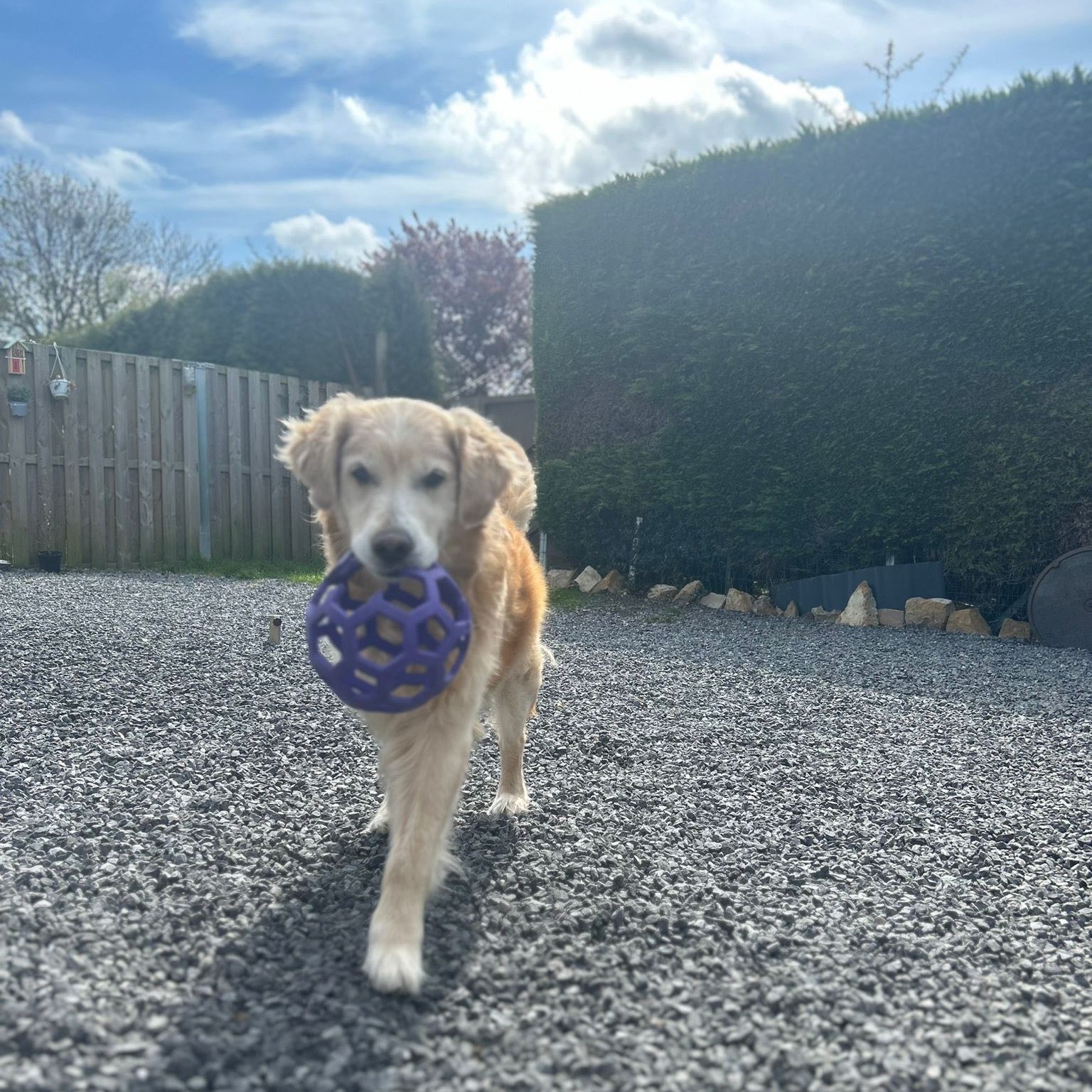Golden retriever avec sa balle dans le jardin de Pension Câline