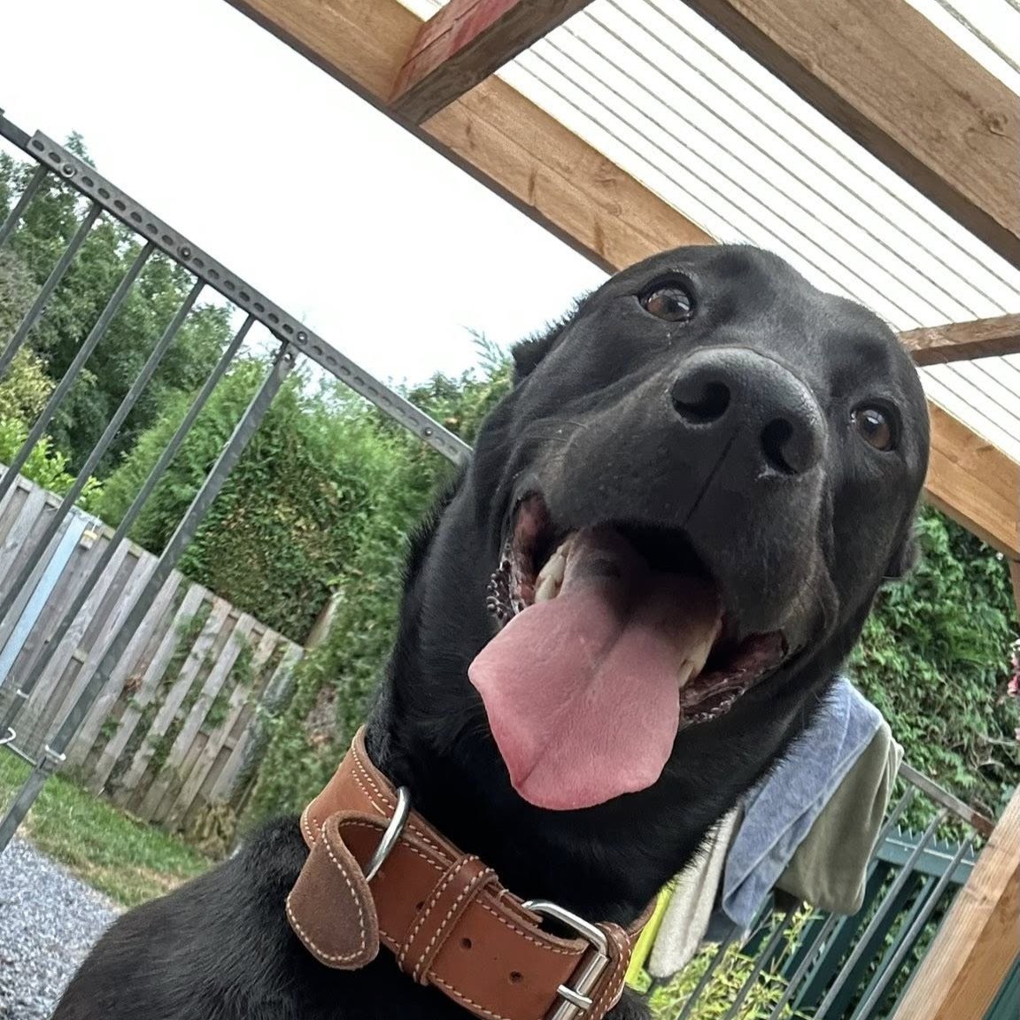 Labrador noir sous la pergola couverte de Pension Câline