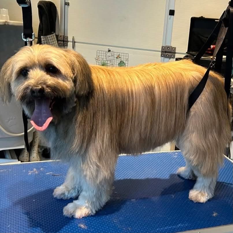 Le même chien après toilettage, poil brossé et démêlé