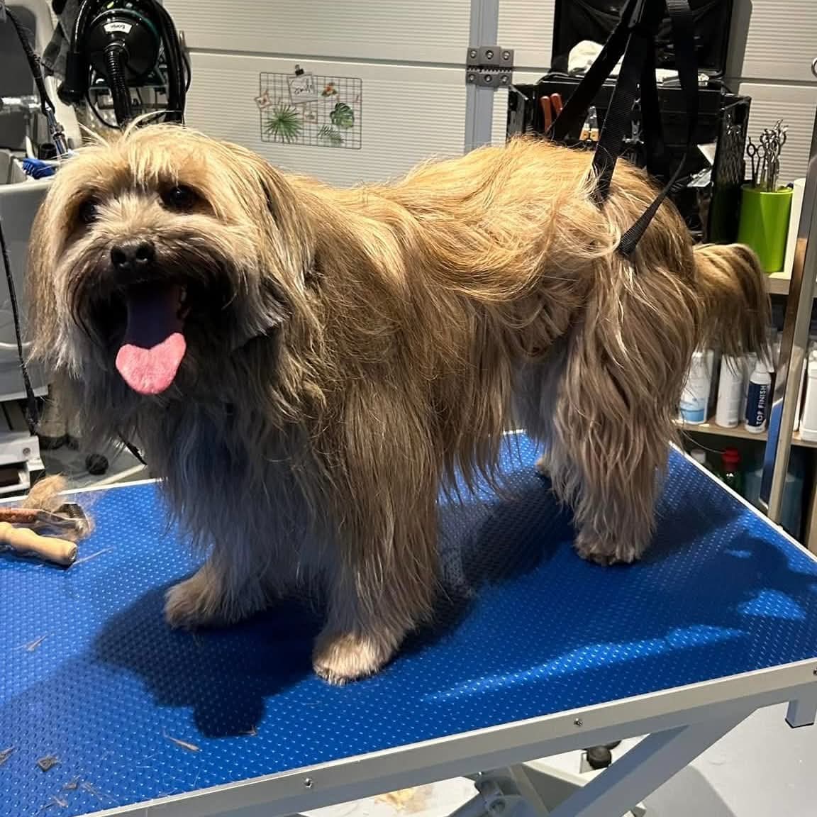 Chien à poil long et emmêlé avant sa séance de toilettage