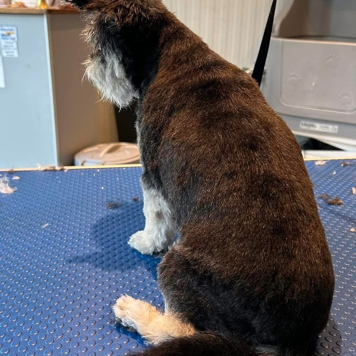 Le même chien après tonte : poil court et net, pelage propre et démêlé