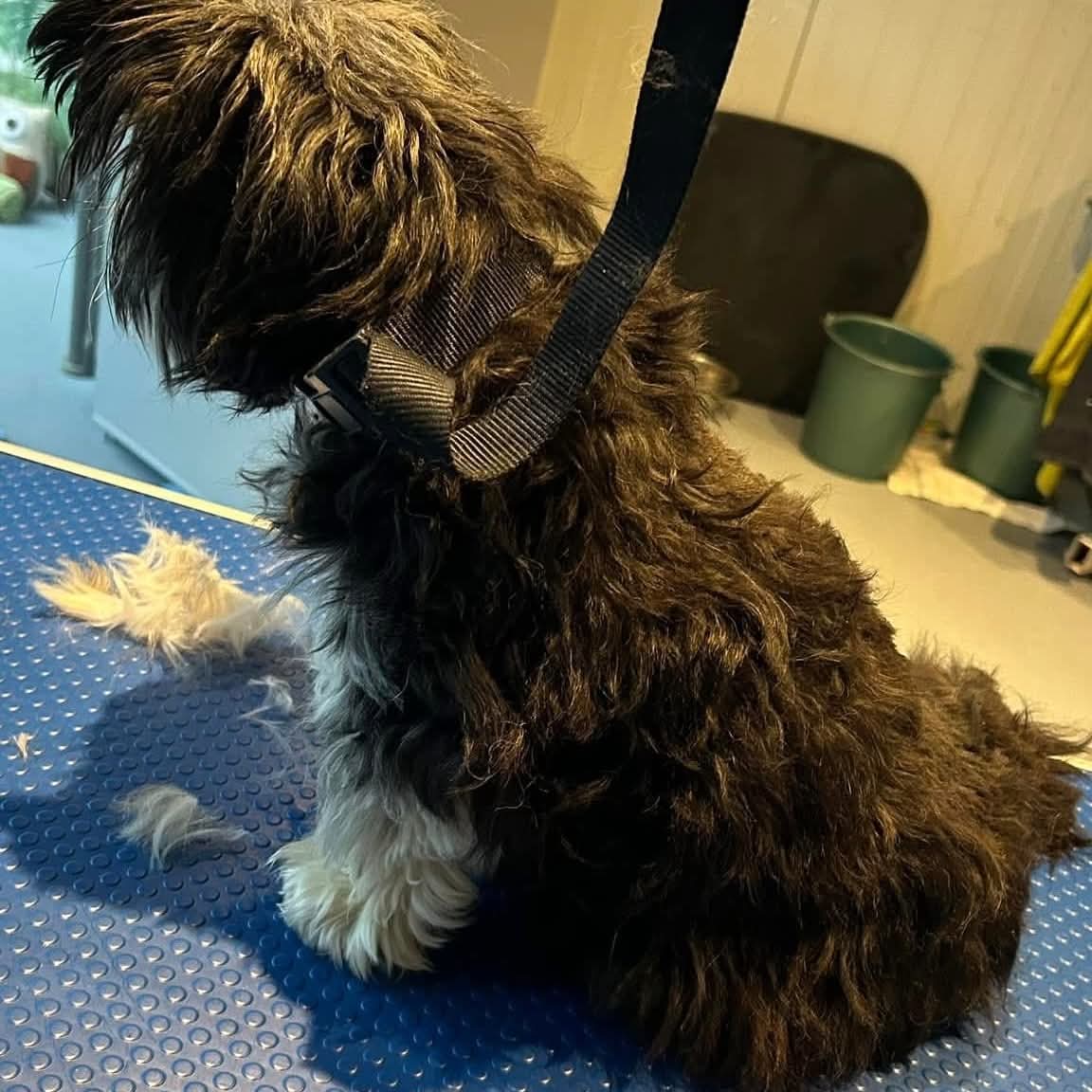 Petit chien au poil long et emmêlé avant sa séance de toilettage chez Câline Wash