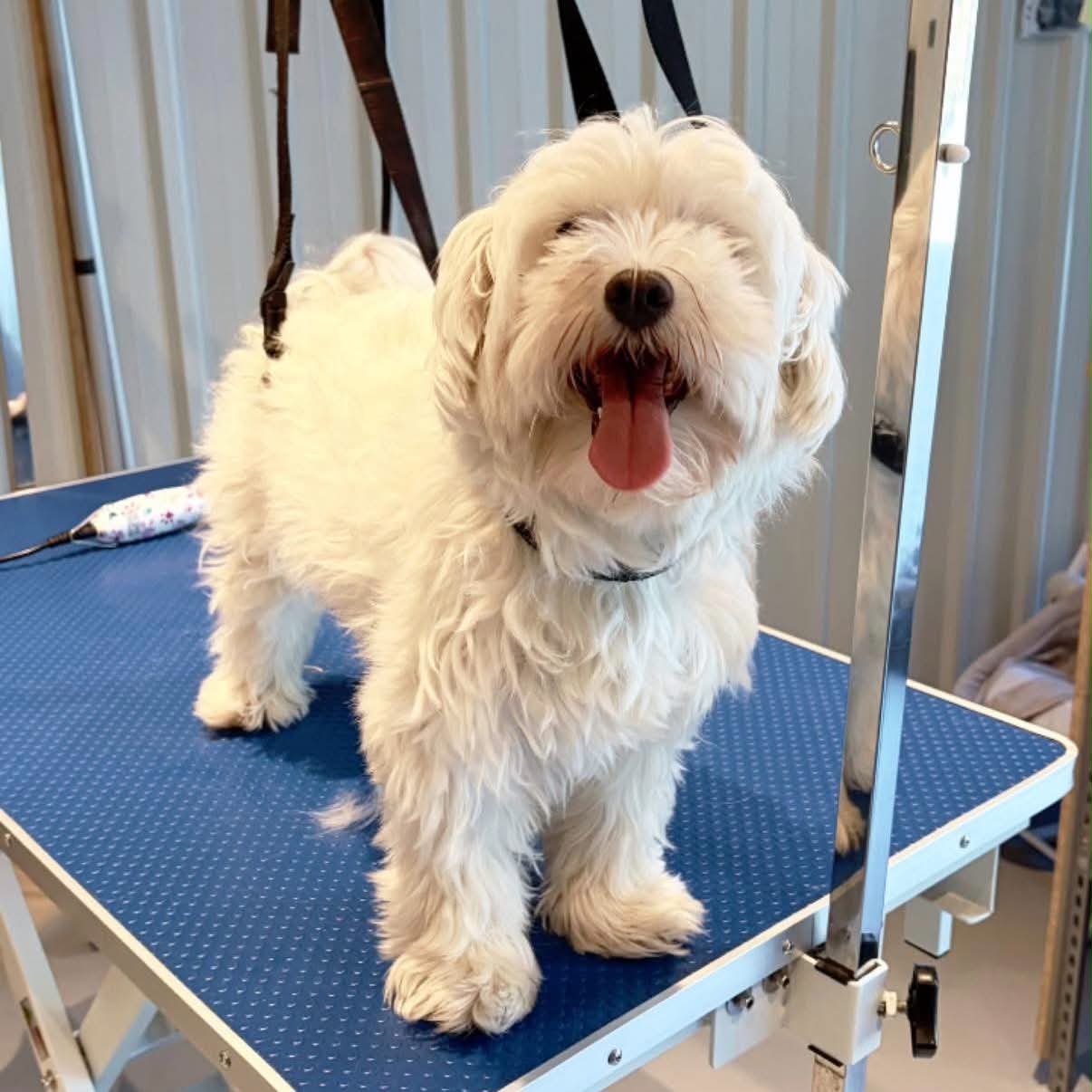 Chien blanc à poil long brossé et démêlé pendant sa séance de toilettage