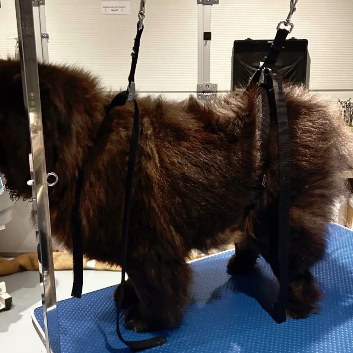 Chow-chow avant toilettage : pelage plat et terne, avant démêlage et séchage