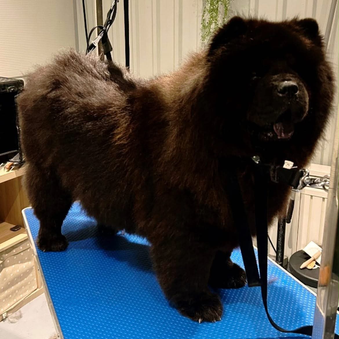 Chow-chow au pelage noir brossé et démêlé sur la table de toilettage de Câline Wash à Courrière