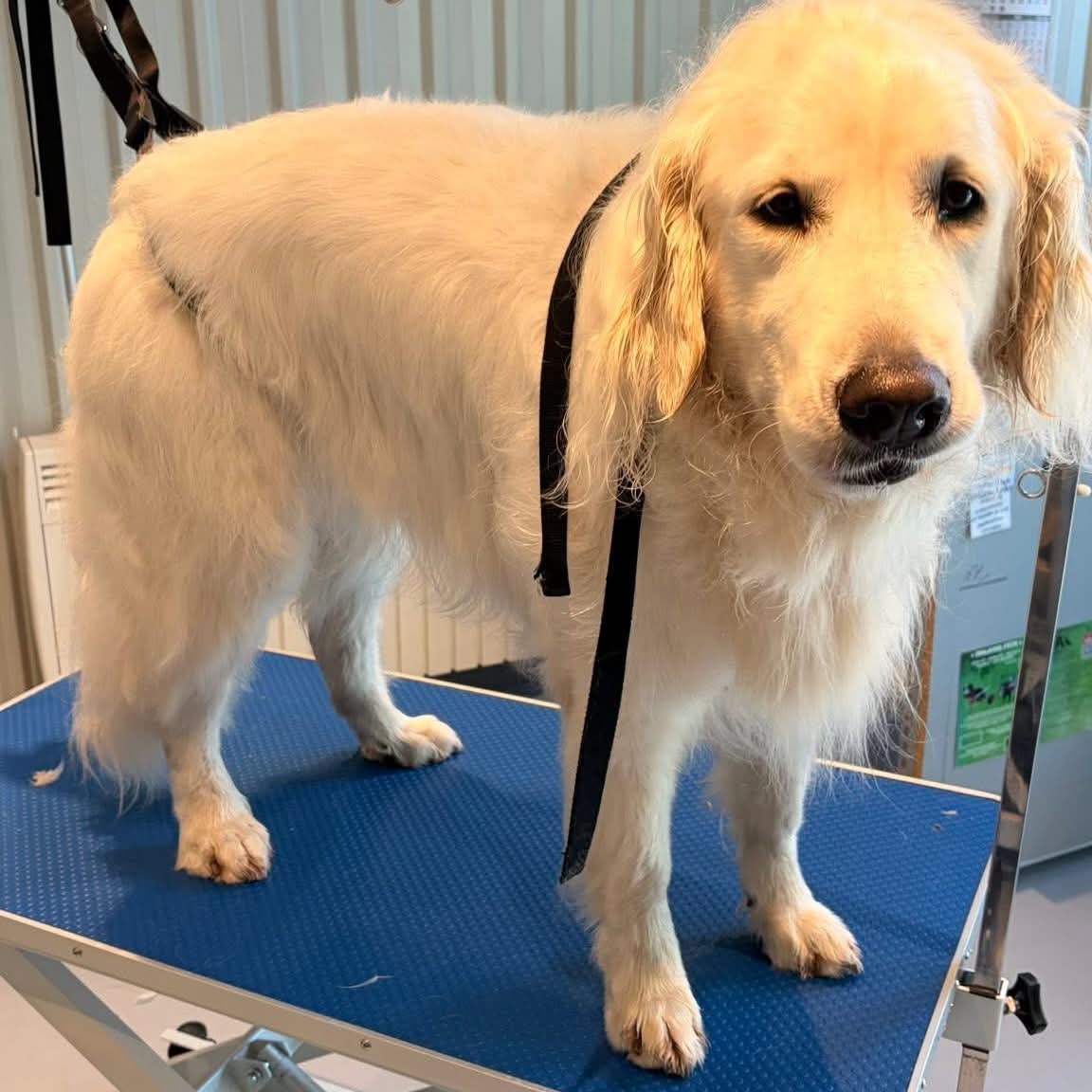 Golden retriever avant son toilettage : poil plaqué et chargé en sous-poil mort