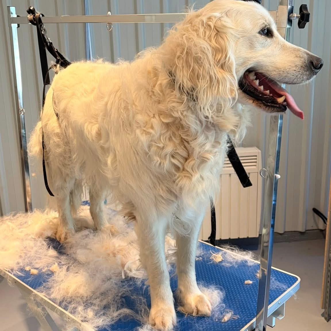 Golden retriever en cours de démêlage, sous-poil retiré visible sur la table de toilettage