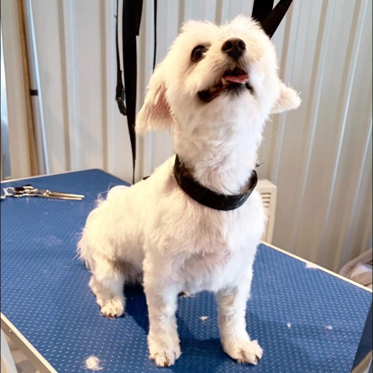 Petit chien blanc tondu court, détendu sur la table de toilettage de Câline Wash